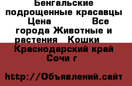 Бенгальские подрощенные красавцы. › Цена ­ 20 000 - Все города Животные и растения » Кошки   . Краснодарский край,Сочи г.